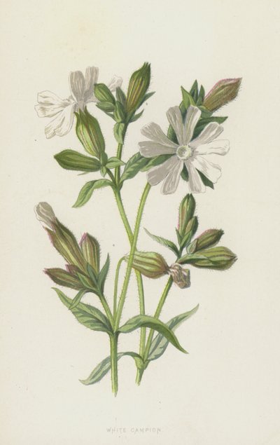 Weiße Lichtnelke von Frederick Edward Hulme