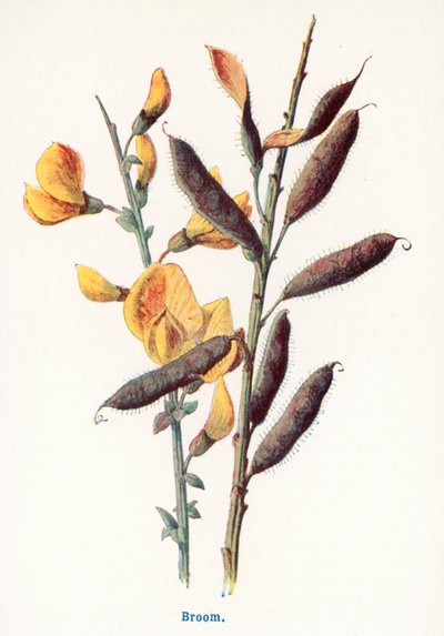 Wilde Früchte der Landschaft: Ginster von Frederick Edward Hulme