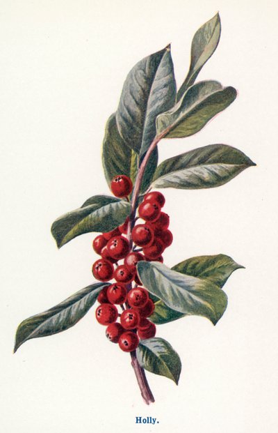 Wilde Früchte der Landschaft: Stechpalme von Frederick Edward Hulme