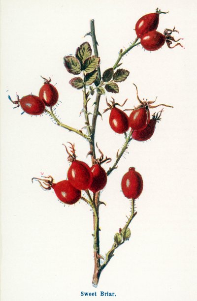 Wilde Früchte der Landschaft: Heckenrose von Frederick Edward Hulme