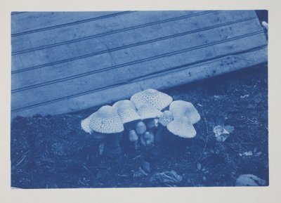 Ohne Titel, spätes 19. bis frühes 20. Jahrhundert von Frederick K. Coulson