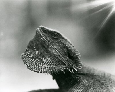 Ein bärtiger Leguan schaut 1930 im Londoner Zoo nach oben (s/w Foto) von Frederick William Bond