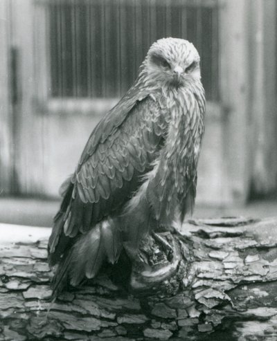 Ein Schwarzmilan ruht auf einem Baumstamm, London Zoo, August 1926 von Frederick William Bond