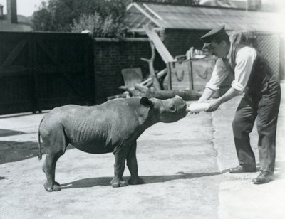 Ein Schwarzes Nashornkalb wird von seinem Pfleger mit der Flasche gefüttert, London Zoo, September 1928 von Frederick William Bond