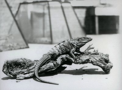 Ein schwarzer Stachelleguan ruht auf einem Baumstamm im Londoner Zoo im August 1928 von Frederick William Bond