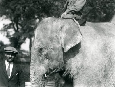 Ein burmesischer Elefant mit seinem Trainer und einem weiteren Mann, Londoner Zoo, September 1926 von Frederick William Bond