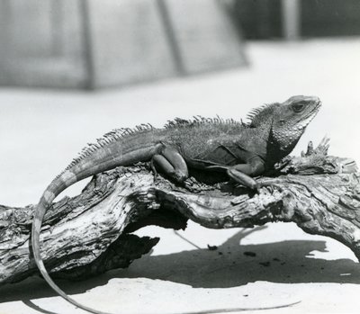 Ein chinesischer/asiatischer/thailändischer/grüner Wasserdrache ruht auf einem Baumstamm im Londoner Zoo im Jahr 1928 (s/w Foto) von Frederick William Bond