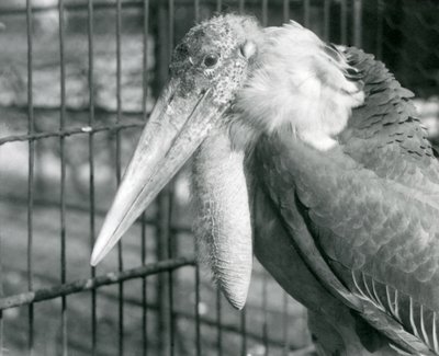 Ein großer Adjutant-Storch im Londoner Zoo im Juli 1925 von Frederick William Bond