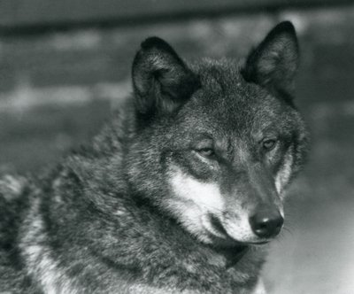 Ein Grauwolf im Londoner Zoo, 1925 von Frederick William Bond
