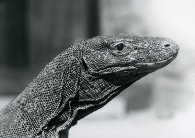 Ein Komodowaran im Londoner Zoo im August 1928 von Frederick William Bond