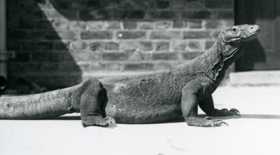 Ein Komodowaran im Londoner Zoo im August 1928 von Frederick William Bond