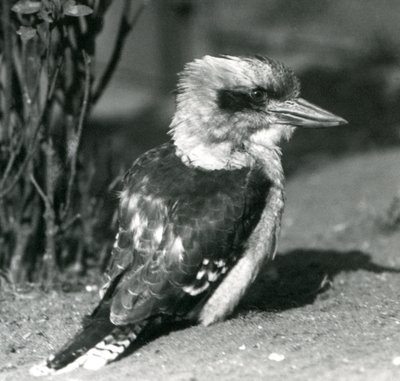 Ein lachender Kookaburra im Londoner Zoo im April 1925 von Frederick William Bond
