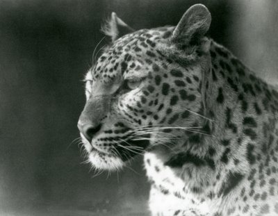 Ein Leopard im Londoner Zoo im Jahr 1930 von Frederick William Bond