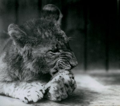 Ein Löwenjunges, fütternd im ZSL Londoner Zoo im Jahr 1927 von Frederick William Bond