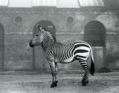 Ein Bergzebra steht in seinem Gehege vor den hohen Türen des Giraffenhauses im Londoner Zoo, 1927 von Frederick William Bond