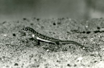 Ein Namib-Sandgecko/Web-Fußgecko, der auf Sand steht, London Zoo, September 1928 von Frederick William Bond