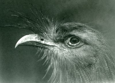 Ein Rotbeinseriem im London Zoo, 1924 von Frederick William Bond