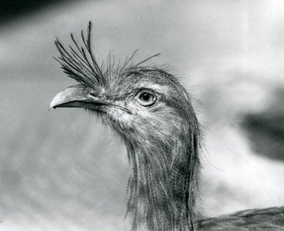 Ein Rotbein-Seriema im London Zoo im Jahr 1929 (s/w Foto) von Frederick William Bond