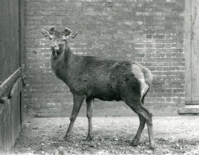 Ein Rothirsch mit wachsenden Geweihen, London Zoo, August 1928 (s/w Foto) von Frederick William Bond