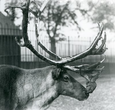 Ein Rentierhirsch, der Samt von seinen Geweihen abwirft, London Zoo von Frederick William Bond