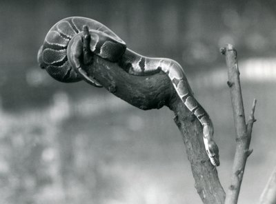 Eine Königspython, die im Oktober 1925 im Londoner Zoo einen Ast hinunterklettert von Frederick William Bond