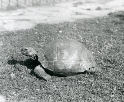 Eine Schildkröte steht auf Gras im London Zoo im Jahr 1926 (s/w Foto) von Frederick William Bond