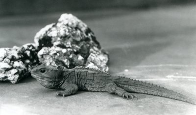 Ein Tuatara, der vor einem Felsen liegt, im Londoner Zoo 1928 von Frederick William Bond