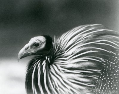 Ein Geierperlhuhn im Londoner Zoo, 1927 von Frederick William Bond