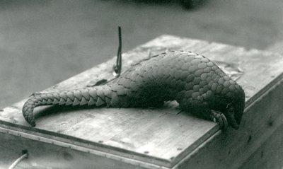 Ein vom Aussterben bedrohter chinesischer Pangolin, der über den Rand der Holzkiste schaut, auf der er sitzt, Londoner Zoo, Juli 1925 von Frederick William Bond
