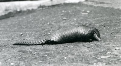 Ein weiblicher chinesischer Pangolin im Londoner Zoo im August 1925 von Frederick William Bond