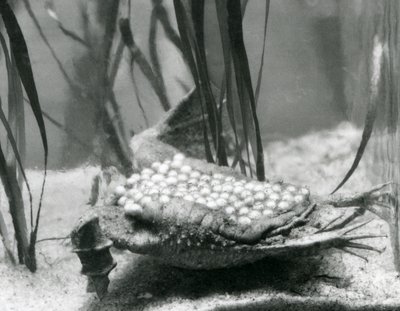 Eine weibliche Surinamkröte mit ihren Eiern, die in die Haut ihres Rückens eingebettet sind, Londoner Zoo von Frederick William Bond