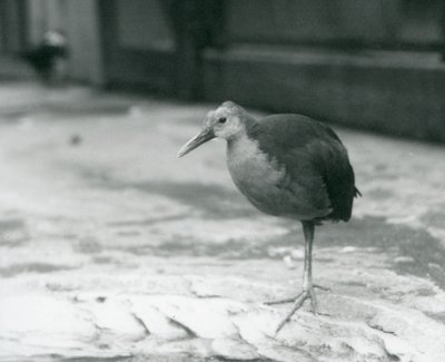 Ein Graunacken-Waldschnepfe (Aramides cajaneus) steht auf einem Bein im Londoner Zoo, September 1927 von Frederick William Bond