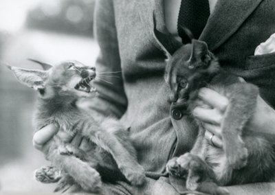 Ein Wärter hält ein Paar Karakal-Kätzchen auf seinem Schoß, Londoner Zoo, 1924 von Frederick William Bond