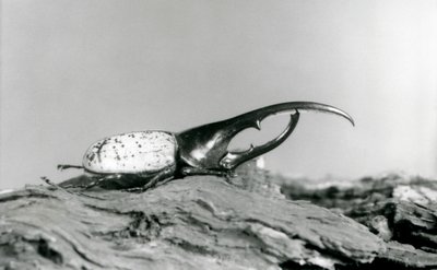 Ein männlicher Herkuleskäfer ruht auf Rinde im Londoner Zoo von Frederick William Bond