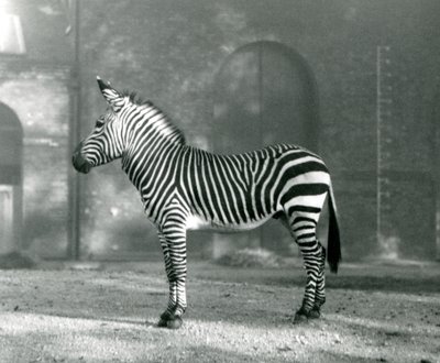 Ein männliches Bergzebra x Hartmanns Bergzebra steht in seinem Gehege im Londoner Zoo, September 1927 von Frederick William Bond