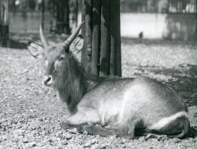 Ein männlicher Wasserbock, Kobus ellipsiprymnus, sitzt in seinem Gehege im London Zoo, 1920er Jahre von Frederick William Bond