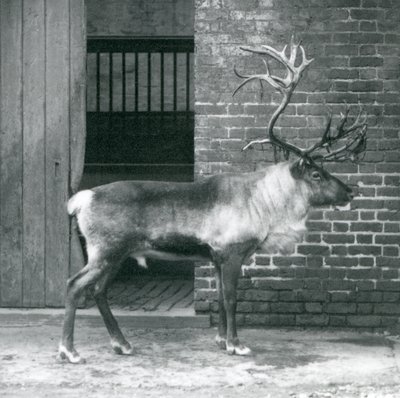Ein ausgewachsener Rentierhirsch steht in seinem Gehege im Londoner Zoo im Jahr 1925 von Frederick William Bond