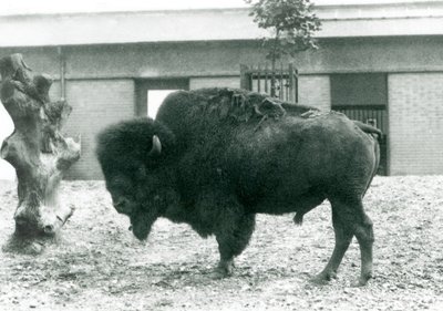 Ein gefährdeter Amerikanischer Bisonbulle, stehend in seinem Gehege, Londoner Zoo, 1927 von Frederick William Bond