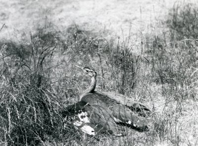 Eine fast bedrohte Arabische Trappe, die ihre Flügel ausbreitet, nahe am Boden, in einem Grasbüschel, Londoner Zoo, Juli 1925 von Frederick William Bond