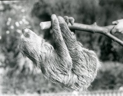 Ein Zweifingerfaultier, das an einem abgeschnittenen Ast hängt, gehalten von einem Pfleger, Londoner Zoo, September 1925 von Frederick William Bond