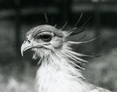 Ein verletzlicher Sekretärvogel im Londoner Zoo im Jahr 1928 (s/w Foto) von Frederick William Bond