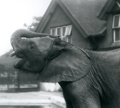 Ein junger afrikanischer Elefant mit erhobenem Rüssel auf die Stirn, Londoner Zoo, August 1925 von Frederick William Bond