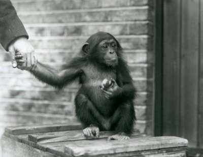 Ein junger Schimpanse hält die Hand eines Wärters, während er auf einer Holzkiste sitzt, Londoner Zoo, Juni 1926 von Frederick William Bond