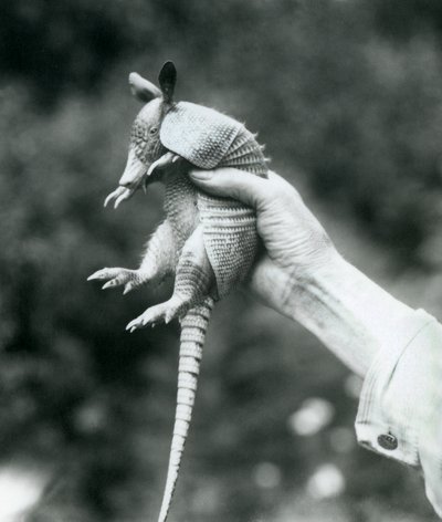 Ein junger Neunbinden-Gürteltier, gehalten in der Hand eines Pflegers, Londoner Zoo, August 1926 von Frederick William Bond