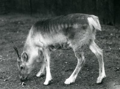 Ein junges Rentier im Londoner Zoo, 1925 von Frederick William Bond