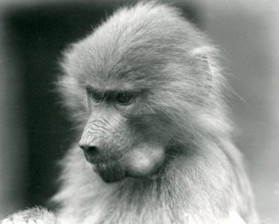 Ein junger heiliger Pavian mit vollen Backentaschen, London Zoo, 1925 von Frederick William Bond