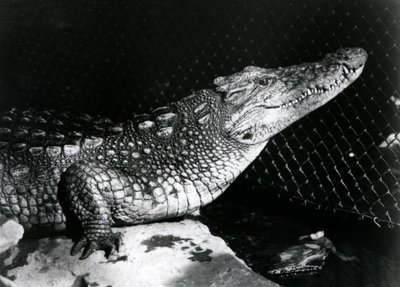 Ein Amerikanischer Alligator im Londoner Zoo im September 1924 von Frederick William Bond