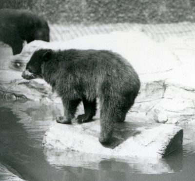 Ein Anden-Brillenbär balanciert auf einem Baumstamm in einem Wasserbecken, Londoner Zoo, Juni 1925 von Frederick William Bond