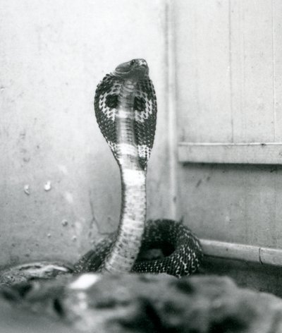 Eine indische Brillenschlange mit erhobenem Kopf und gespreizter Haube, Londoner Zoo, Oktober 1925 von Frederick William Bond