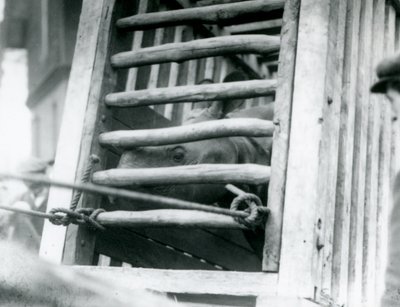 Ein Indisches Nashorn schaut aus seiner hölzernen Transportkiste bei der Ankunft im Londoner Zoo im Jahr 1924 von Frederick William Bond